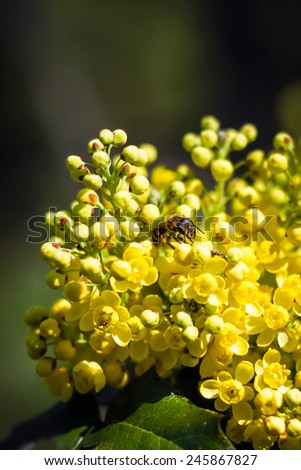 A small bee at work, with pollen and flowers.