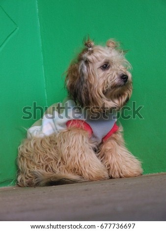 a cute dog  Photo stock © 