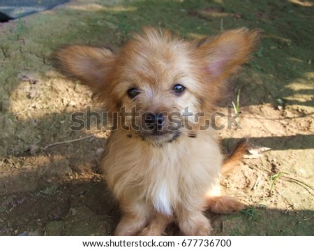 the eyes of cute   dog  Photo stock © 