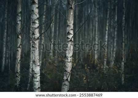 Image, Stock Photo misty gloomy autumn day at the lake with trees