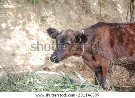 Close up of cow chewing grass for feeding time