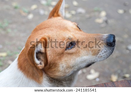 Close up of brown white dog sitting and waiting for feeding background