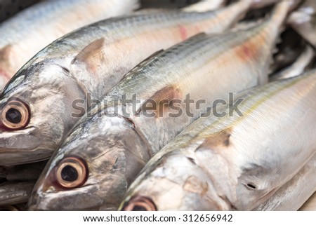Fresh and raw silver tuna or mackerel fishes for a healthy diet background