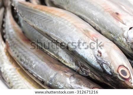 Close up of fresh and raw silver tuna or mackerel fishes for food preparing background