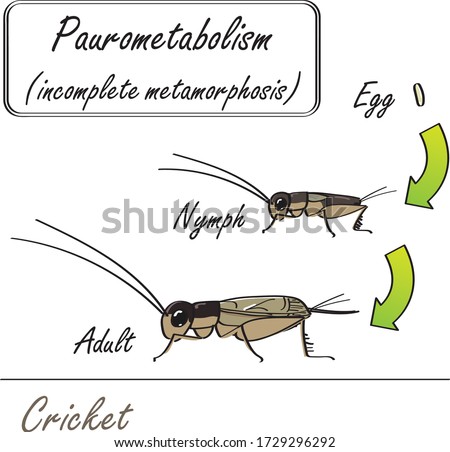 Hand-drawn insect Cricket incomplete metamorphosis