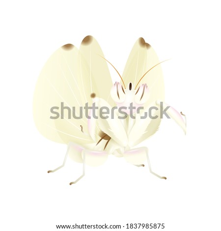 Wall Decor Galore Insect Illustration Orchid Mantis On White