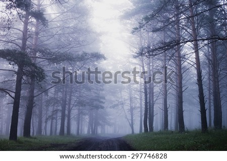 mist in coniferous forest, morning, after rain