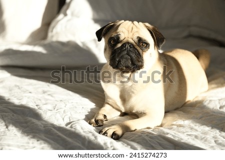 Similar – Image, Stock Photo Owner petting pug dog on grass