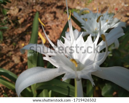 Crinum asiaticum, commonly known as poison bulb, giant crinum lilly, spider lilly is a plant species planted in many warmer regions as an ornamentat. It is native to Indian ocean islands Imagine de stoc © 