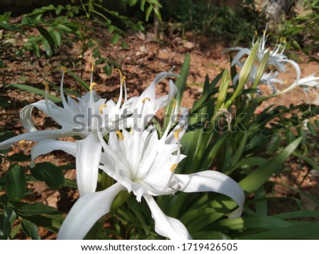 Crinum asiaticum, commonly known as poison bulb, giant crinum lilly, spider lilly is a plant species planted in many warmer regions as an ornamentat. It is native to Indian ocean islands Imagine de stoc © 