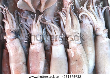 Fresh Squid are frozen with ice and water for sale to cook seafood