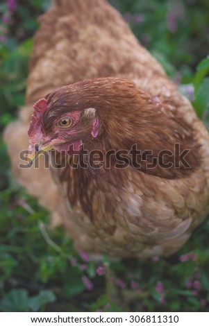 Hen with red flags and pink crest