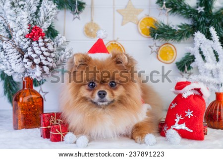 Pomeranian in santa clothing on a background of Christmas decorations