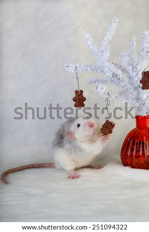 decorative rat eating chocolate chip cookies
