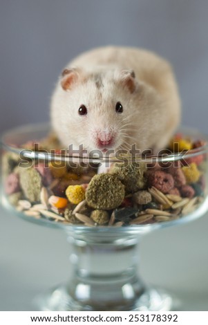 gray hamster home among the colored food rodents
