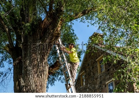 Similar – Image, Stock Photo A ladder leaning against a tree for pruning, under a blue sky with clouds of sheep