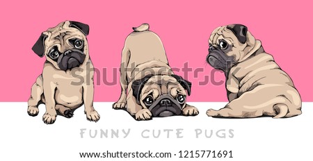 Adorable beige Pug puppies on a pink background. Humor set, hand drawn style print. Vector illustration.