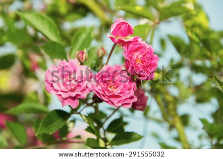 Beautiful pink flowers roses rose garden in the summer sun