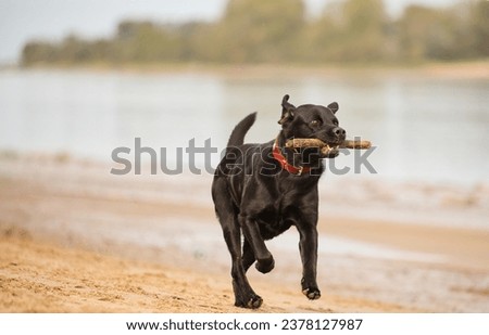 Image, Stock Photo Dog running on stone pier