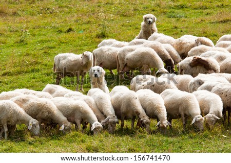 two dogs shepherd guarding a flock of sheep