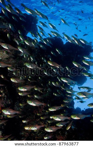 a group of glass fish (Parapriacanthus ransonneti) in the clear water of Red Sea, Egypt.
