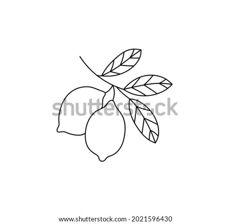 Vector isolated lemon tree branch contour line graphic drawing.