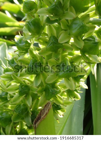 Similar – Image, Stock Photo Inflorescence of Eucomis bicolor, crested lily, bulbous flower from Natal and the Drakensberg Mountains