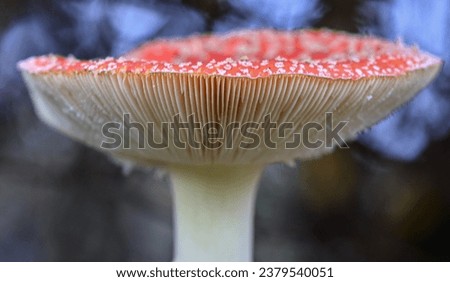 Similar – Image, Stock Photo fly agaric Mushroom