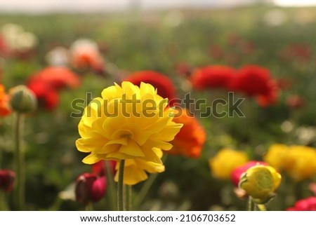 Greenhouse with flowers. Yellow flower on the background of other flowers. Large flower greenhouse. Multicolored flowers. Macro photo of flower. Background with flowers.Flower in the evening sunlight.