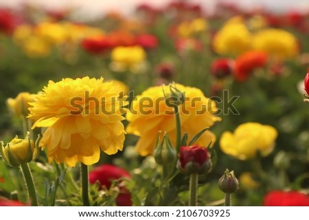 Greenhouse with flowers. Yellow flower on the background of other flowers. Large flower greenhouse. Multicolored flowers. Macro photo of flower. Background with flowers.Flower in the evening sunlight.