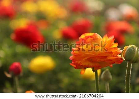 Greenhouse with flowers. Orange flower on the background of other flowers. Large flower greenhouse. Multicolored flowers. Macro photo of flower. Background with flowers.Flower in the evening sunlight.