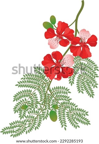 Red gulmohar flower vector illustration. Flamboyant arvore from India. Isolated on a white background. Foto stock © 