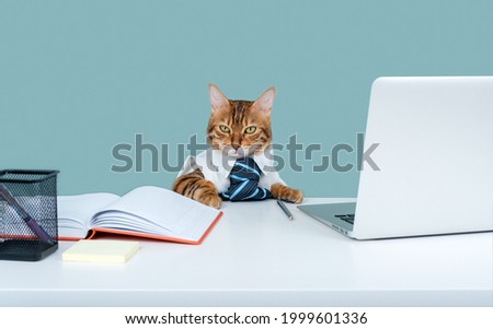 Similar – Image, Stock Photo The Boss Animal Pet Cat