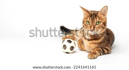 Similar – Image, Stock Photo bengal cat Lifestyle