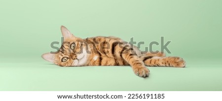 Image, Stock Photo Three colored cat lying on wooden bench