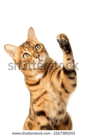 Similar – Image, Stock Photo cat raising paw reaching for camera on brown background