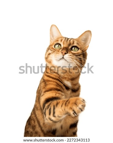 Similar – Image, Stock Photo cat raising paw reaching for camera on brown background