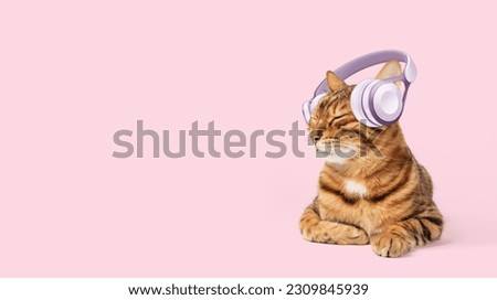 Similar – Image, Stock Photo Cute ginger cat in xmas jumper