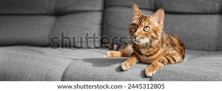 Similar – Image, Stock Photo Cat lies in the arms of a woman in the home office