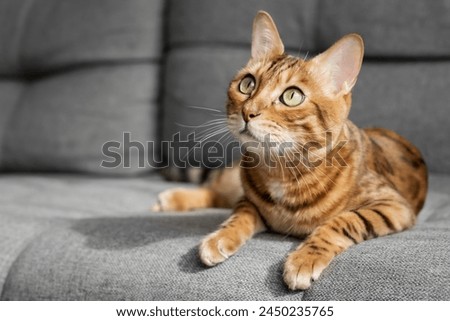 Similar – Image, Stock Photo Cat lies in the arms of a woman in the home office