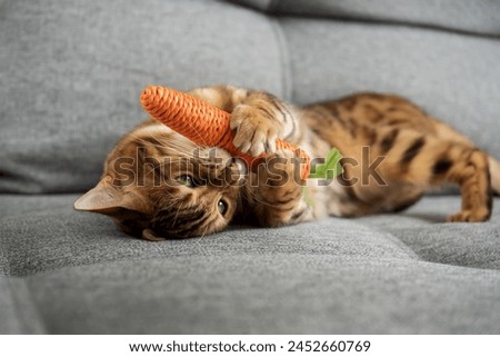 Similar – Image, Stock Photo bengal cat Animal Pet Cat