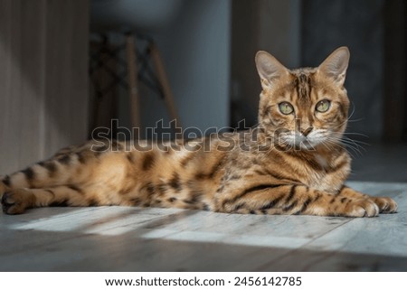 Similar – Image, Stock Photo bengal cat Animal Pet Cat