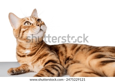 Image, Stock Photo Cat looks up at the countdown