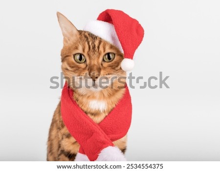 Similar – Image, Stock Photo Bengal Cat and Christmas Tree