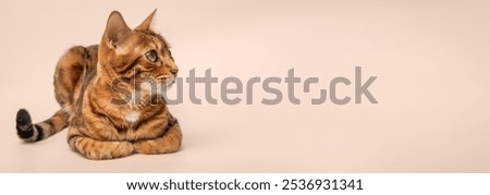 Similar – Image, Stock Photo bengal cat Animal Pet Cat