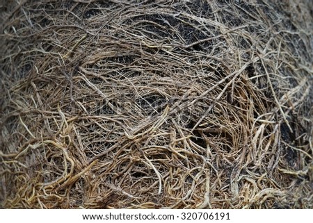 abstract root of lemongrass texture for background used