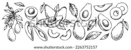 Avocado set. Whole avocado, halves of avocado and leaves. Hand drawn botanical elements isolated on a white background. Graphic fruits in vintage style. Vector monochrome linear illustration.