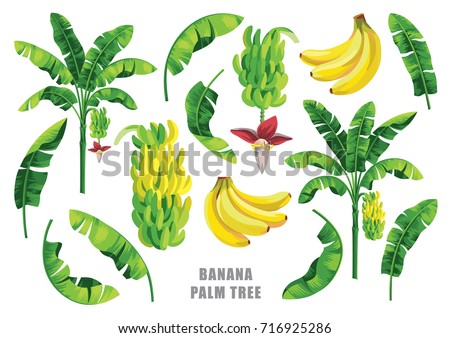Banana palm tree collection. Vector design isolated elements on the white background.