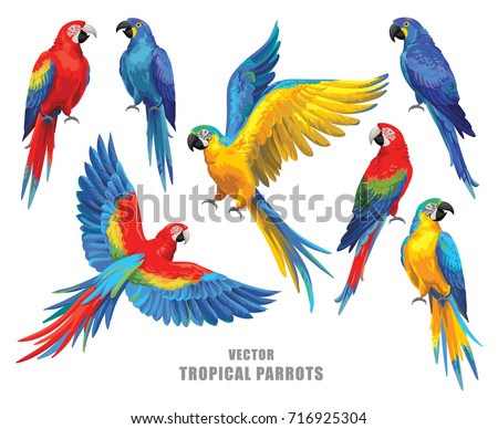 Tropical parrots collection. Vector design isolated elements on the white background.