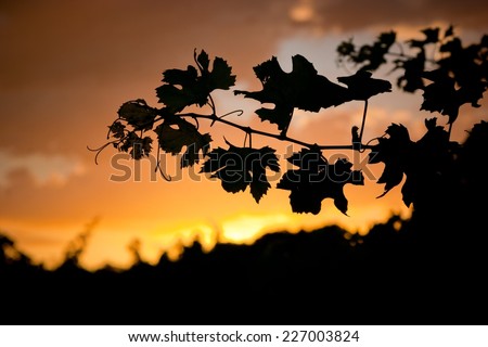 Grape leaf silhouette at sunset